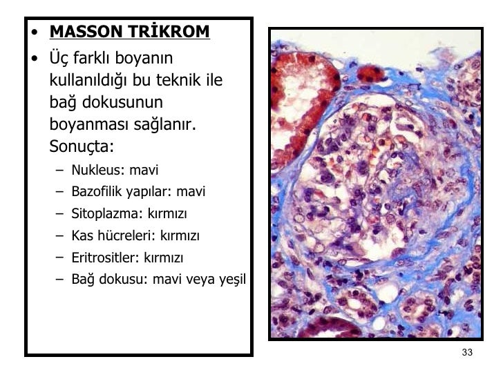 histolojiye giriş (fazlası için )