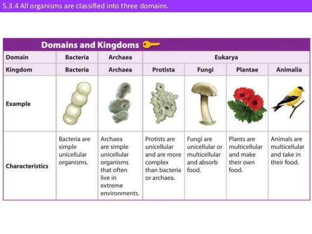 the five kingdom and three domain classification system essay Unit 1 characteristics and classification of the use of the hierarchical classification system classification helps us to impose order and a kingdom ,phylum. the five kingdom and three domain classification system essay Unit 1 characteristics and classification of the use of the hierarchical classification system classification helps us to impose order and a kingdom ,phylum.