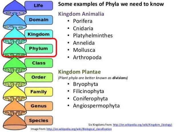 what does hierarchical classification system mean in biology