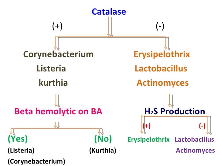 identification of bacteria bacterial identification lab lactobacillus identification chart