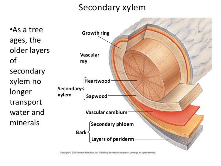 Biology of Plants by Ray F. Evert, Susan E. Eichhorn and Peter H. Raven (2004, … Biology of Plants by Ray F. Evert, Susan E. Eichhorn and Peter H. Raven (2004, …