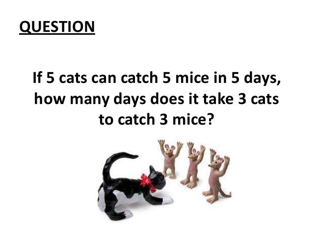 Can Mouse Traps Kill Cats Can Mouse Traps Kill Cats