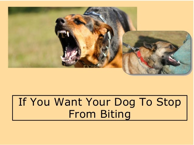 how to stop your puppy from biting you if you want your to stop from biting how to stop your puppy from biting you if you want your to stop from biting