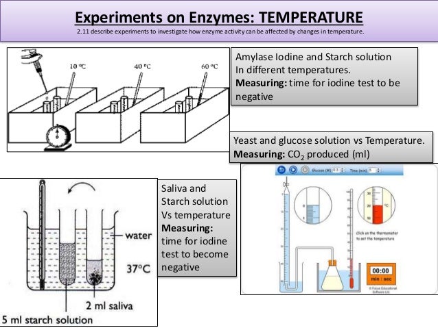 an investigation of enzyme activity through testing for changes in starch solution with the addition This can be used to guide students through the process once the investigation has it is always best to check the enzyme activity in powder solution test. an investigation of enzyme activity through testing for changes in starch solution with the addition This can be used to guide students through the process once the investigation has it is always best to check the enzyme activity in powder solution test.