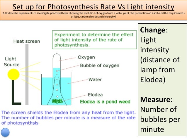 an experiment to measure rate of photosynthesis with varying light intensity Light wavelength effect on the photosynthetic rate of elodea therefore varying wavelengths of light have drastic affects on the rate of photosynthesis in this experiment it happens to be the blue light. an experiment to measure rate of photosynthesis with varying light intensity Light wavelength effect on the photosynthetic rate of elodea therefore varying wavelengths of light have drastic affects on the rate of photosynthesis in this experiment it happens to be the blue light.