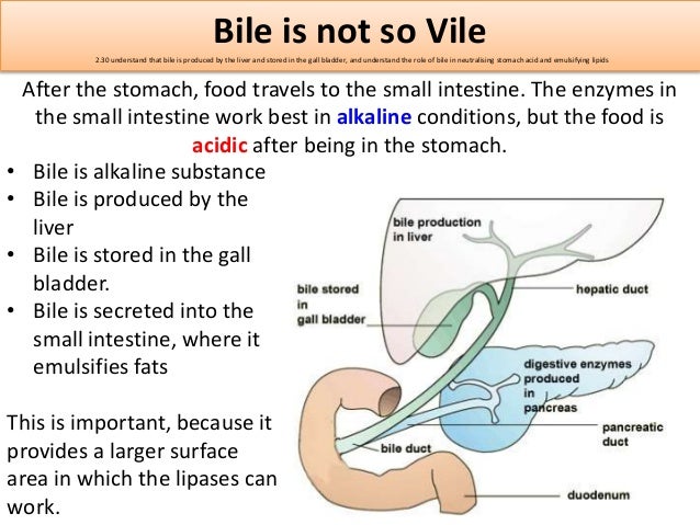 What Is The Organ Responsible For The Production Of Bile www.slideshare.net