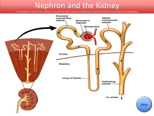 value of dialysis in dubai