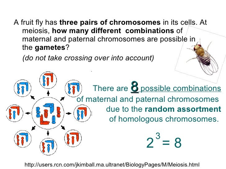 Igcse cell division_fernandobiodeluna2010