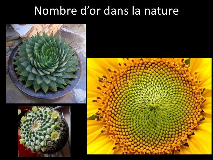 IMAGES'IN 
