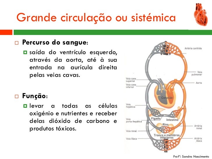 Que Caminho Segue O Sangue Oxigenado Que Sai Do Coração