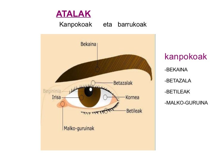 external image ikusmena-4-728.jpg?cb=1329135056