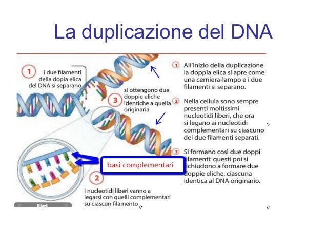Studia Le Proteine E Il Dna Il dna e la sintesi delle proteine