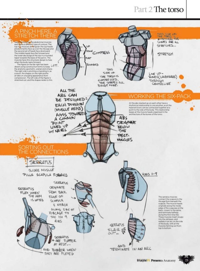 imaginefx anatomy vol 2 pdf