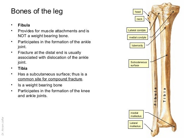 Imaging anatomy injuries of the leg and foot