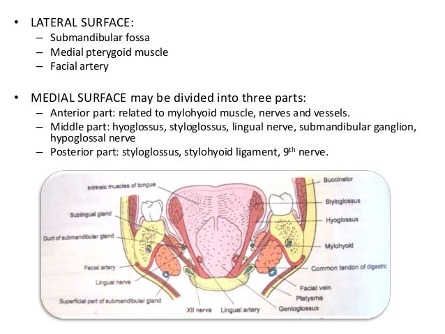 lingual artery