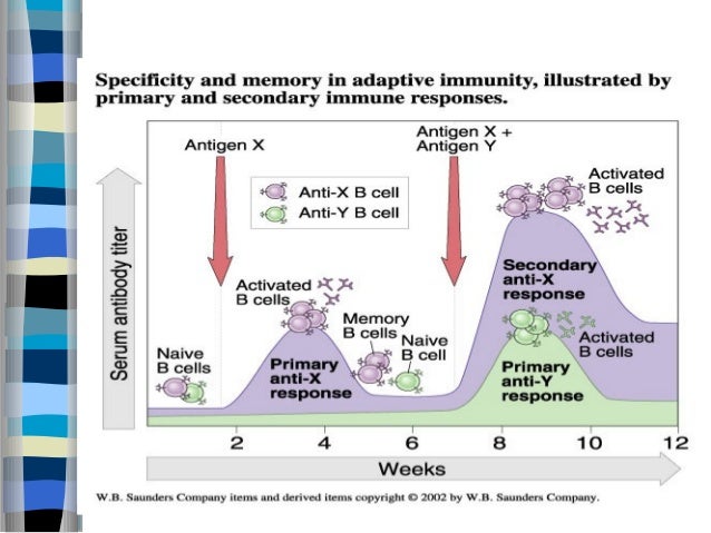 haemophilus influenzae