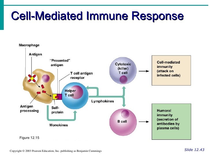 Cell mediated immunity vs. humoral response