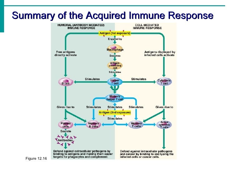 Immune System notes