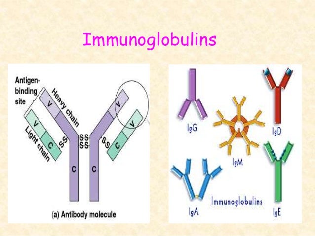 Which Immunoglobulin For Kawasaki Which Immunoglobulin For Kawasaki