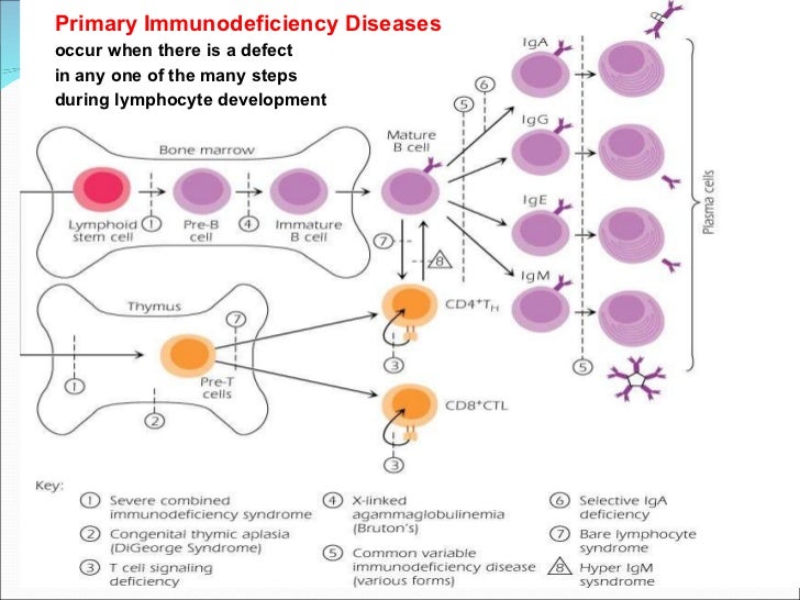 the acquired immune deficiency syndrome essay Related essays aids – acquired immune deficiency syndrome since the first aids cases were reported in 1981, through mid-1994 more than 402,000 aids cases and more than 241,000 deaths have. the acquired immune deficiency syndrome essay Related essays aids – acquired immune deficiency syndrome since the first aids cases were reported in 1981, through mid-1994 more than 402,000 aids cases and more than 241,000 deaths have.