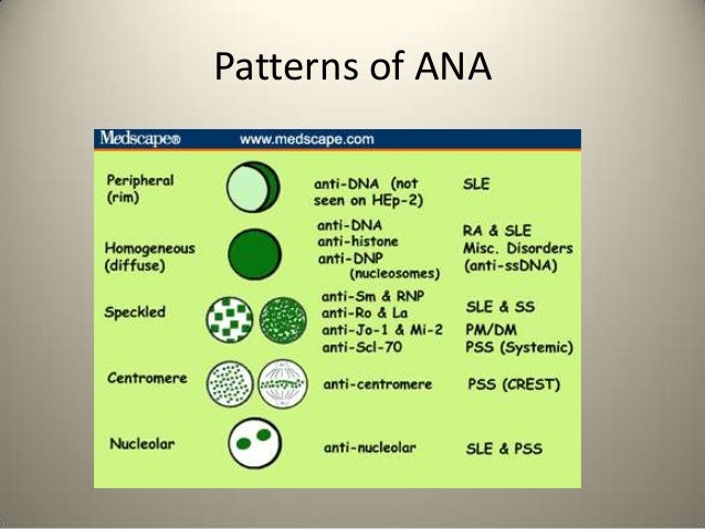 Immunofluorescence Immunofluorescence