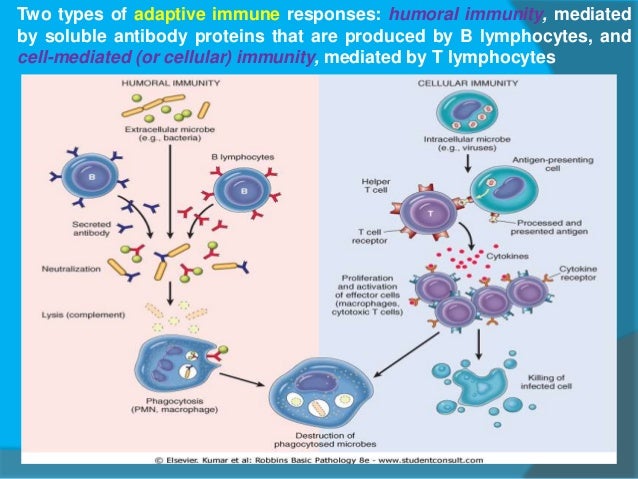 Humoral vs cell mediated immunity  similarities and 
