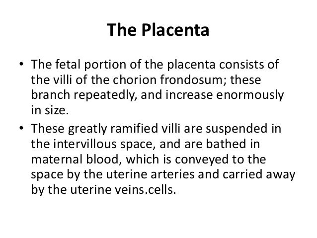 formation of the placenta formation of the placenta