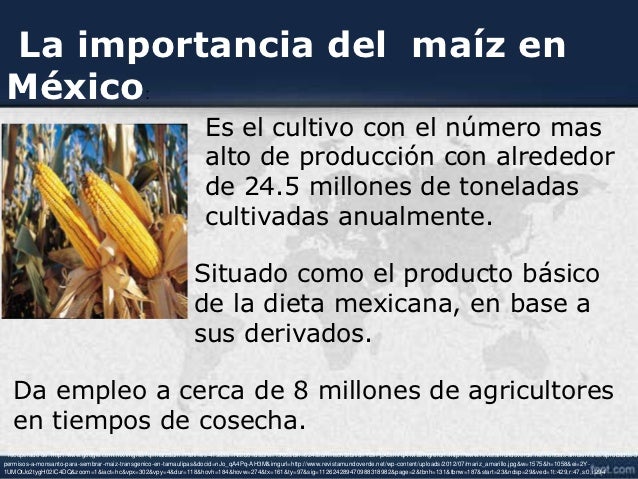 La Importancia Del Maíz En México es.slideshare.net