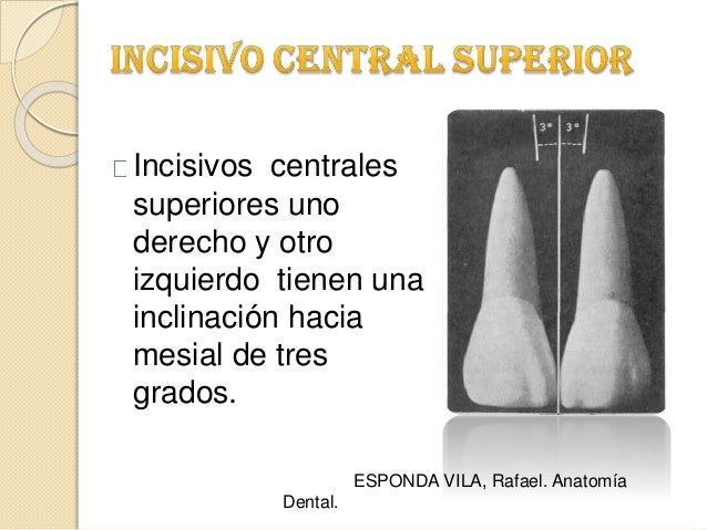 Incisivo central superior