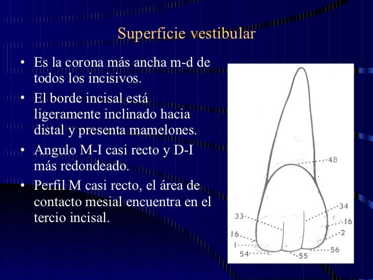 Incisivos Permanentes Superiores