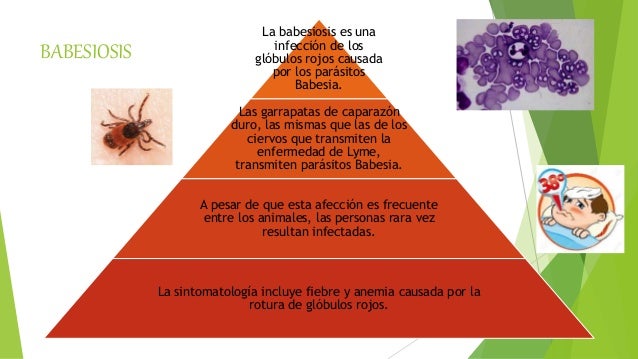 Los parásitos los helmintos a la persona