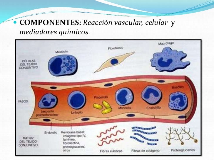 Inflamacion aguda y cronica (Jesus Borges)