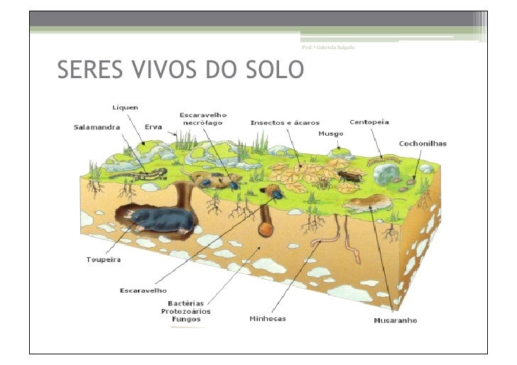 Influência Solo
