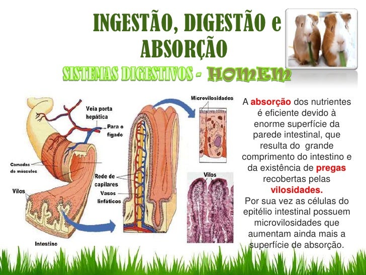 Ingestao Digestao E absorcao Ingestao Digestao E absorcao