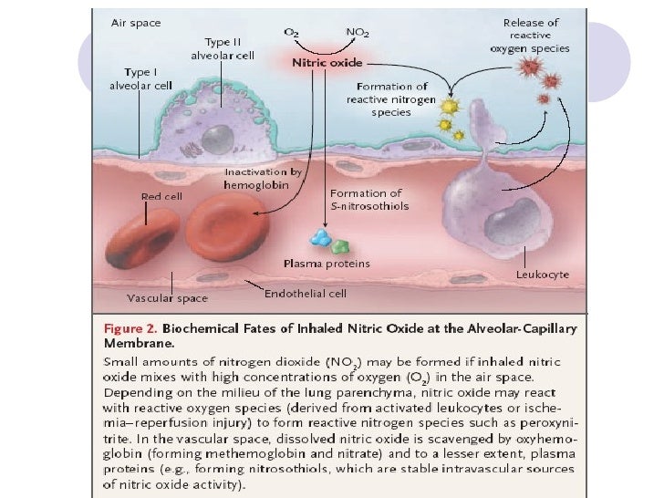 Inhaled nitric oxide therapy in adults