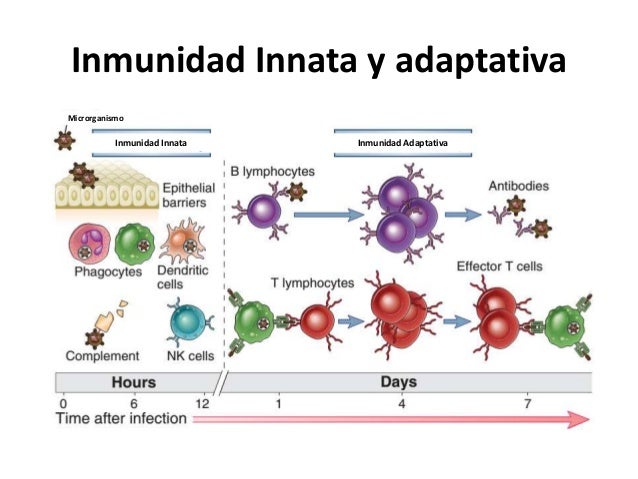 Resultado de imagen para sistema inmune adaptativo