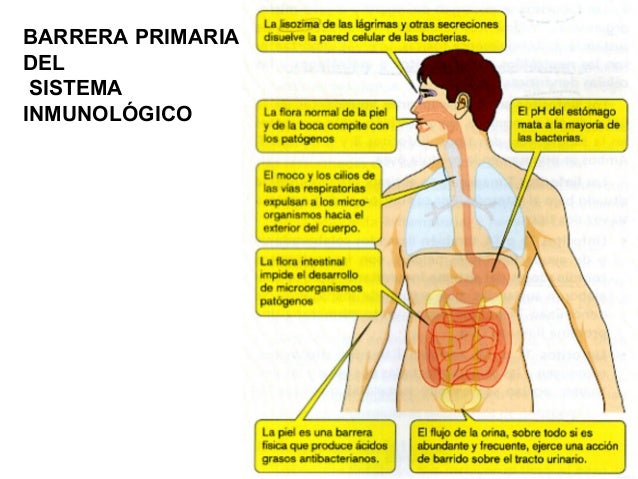 Inmunologia