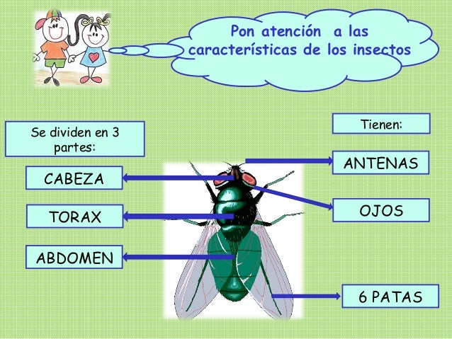 Insectos