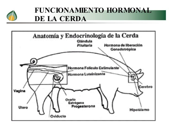 Resultado de imagen para Inseminación Artificial Porcina: Ventajas y desventajas