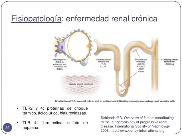 Insuficiencia renal crónica