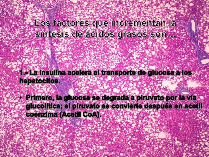 Insulina,glucagón y diabetes Insulina,glucagón y diabetes