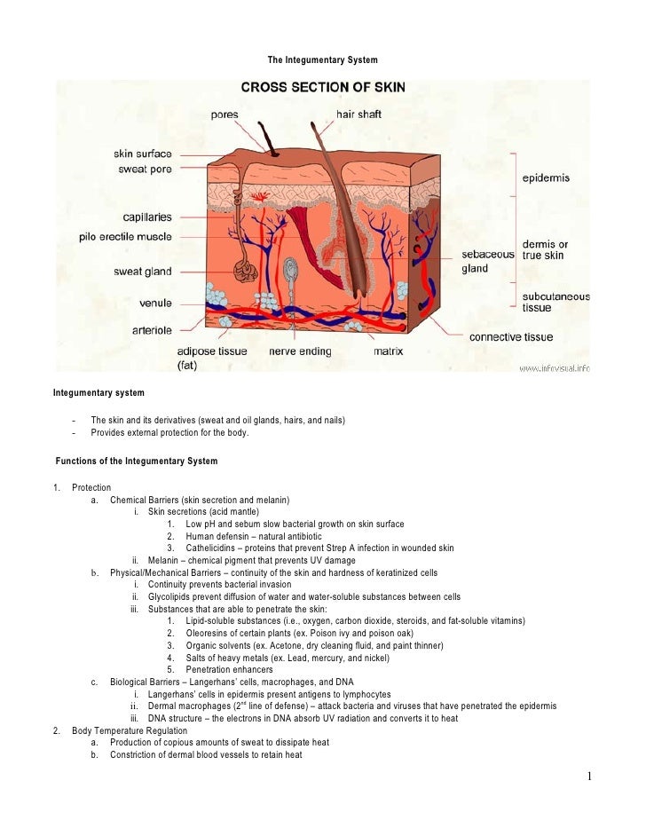 Integumentary System Outline