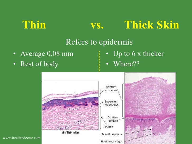 Integumentary System