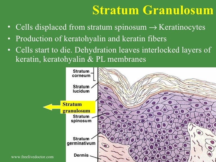 What Is The Function Of The Stratum Granulosum www.slideshare.net