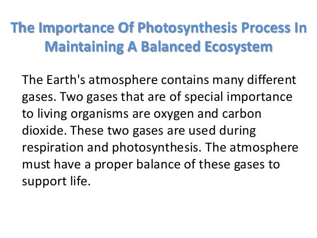 Essay On Photosynthesis Free Response Essay C And Cam Photosynthesis Essay The Importance Of Photosynthesis In Maintaining A Balanced Essay The Importance Of Photosynthesis In Maintaining Essay On My Family In English also Write My Aper Business Essay Example