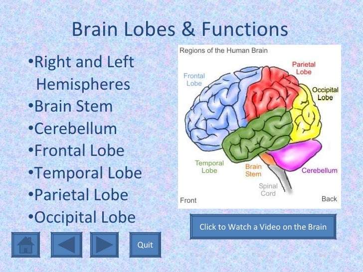 brain function Function of many organs within our body it also determines how we respond to stressful situations (such as taking a test anatomy of the brain figure 1. brain function Function of many organs within our body it also determines how we respond to stressful situations (such as taking a test anatomy of the brain figure 1.