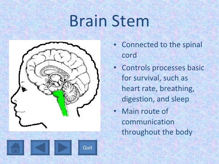 Interactive Ppt Project The Brain