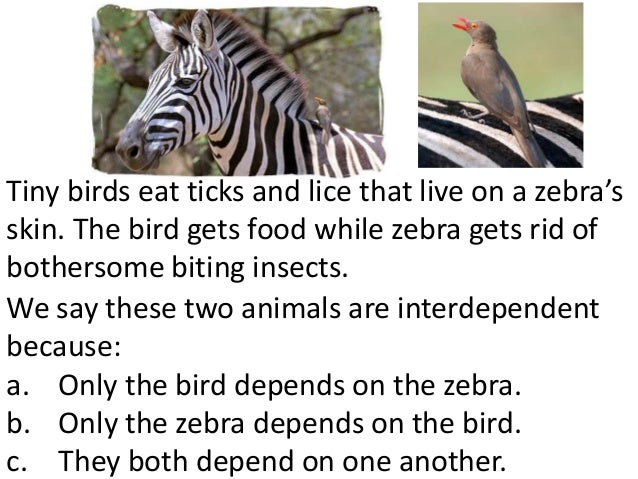 Tiny Bird Names Tiny Birds Eat Ticks And Lice