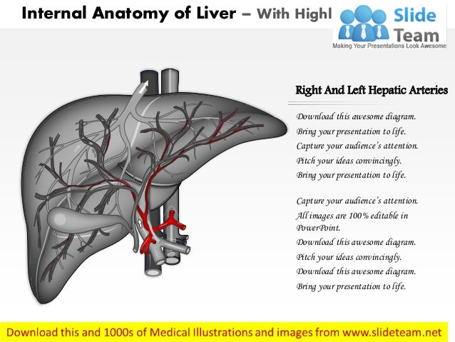 Liver Diagram With Labels : Solved: Label each of the structures of a