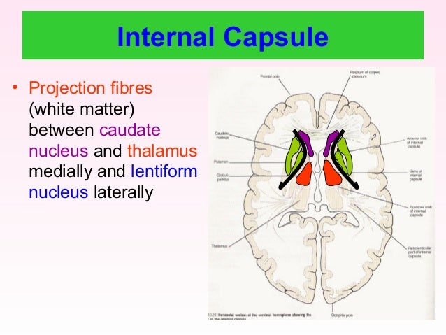Internal capsule